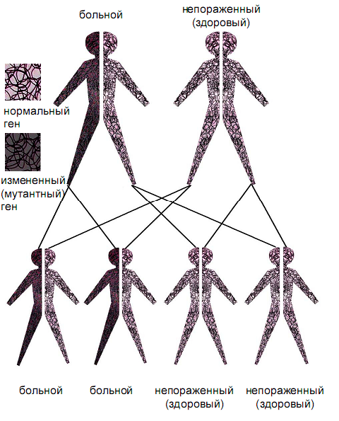 Рисунок аутосомно-доминантного типа наследования