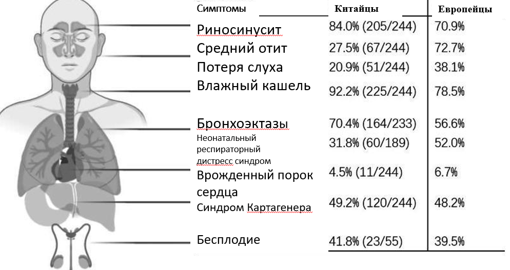 Peng B, Gao YH, Xie JQ, He XW, Wang CC, Xu JF, Zhang GJ. Clinical and genetic spectrum of primary ciliary dyskinesia in Chinese patients: a systematic review. Orphanet J Rare Dis. 2022 Jul 19;17(1):283. doi: 10.1186/s13023-022-02427-1. PMID: 35854386; PMCID: PMC9295413. Comparison of clinical manifestations between Chinese and Caucasian patients with PCD. NRD = neonatal respiratory distress; CHD = congenital heart disease.