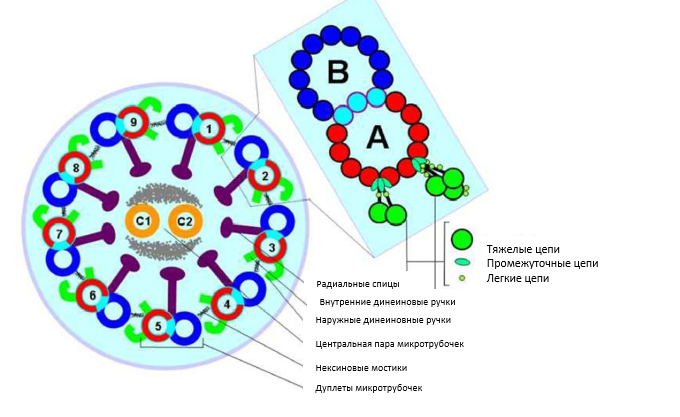Нормальная структура ресничек